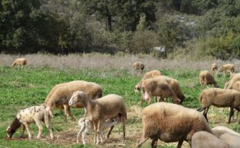 A close-up of a herd of sheep standing in the field.