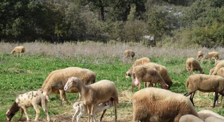 A close-up of a herd of sheep standing in the field.