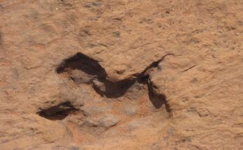 matching dinosaur footprints across Atlantic