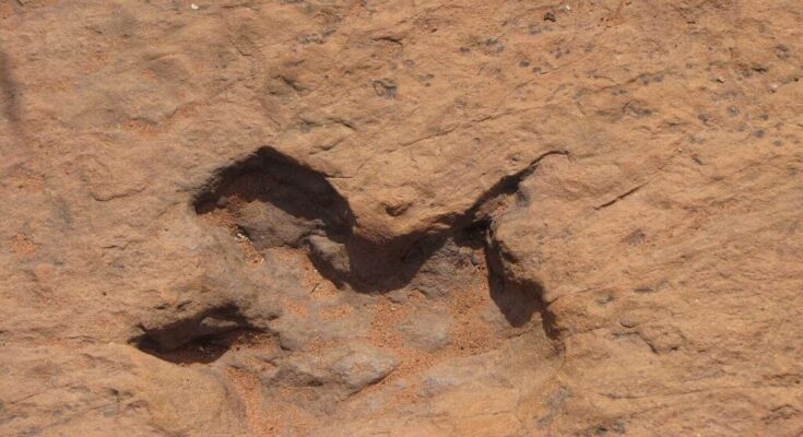 matching dinosaur footprints across Atlantic