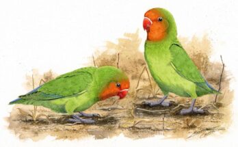 A new lovebird species