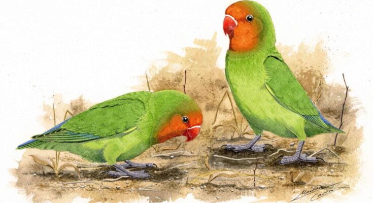 A new lovebird species