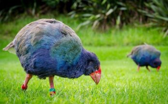 Conservation efforts bring prehistoric bird native to New Zealand back to the environment