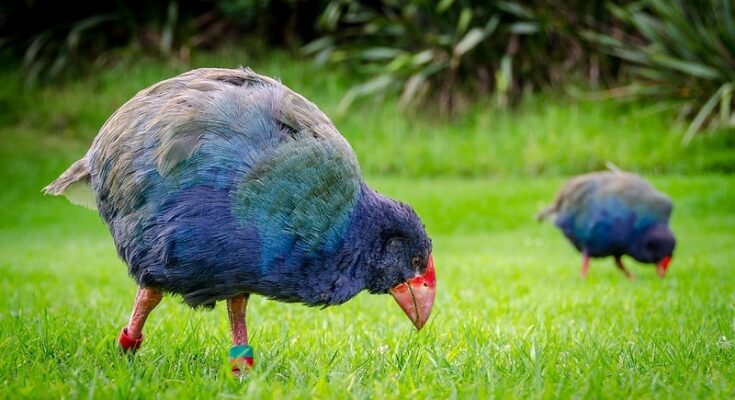 Conservation efforts bring prehistoric bird native to New Zealand back to the environment