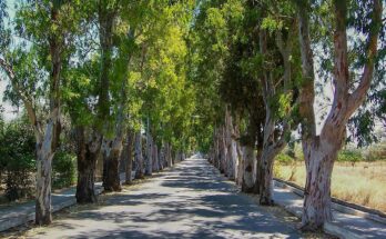 road with trees