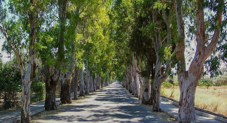 road with trees