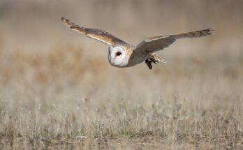 Photo of an owl in mid flight