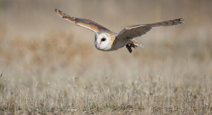 Photo of an owl in mid flight