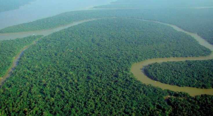 Aerial view of the Amazon Rainforest