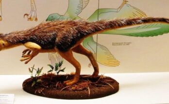 Sinosauropteryx, feathered dinosaur model