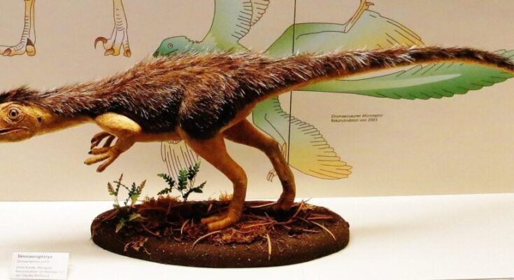 Sinosauropteryx, feathered dinosaur model