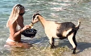 goat in Greek beach