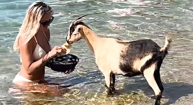 goat in Greek beach