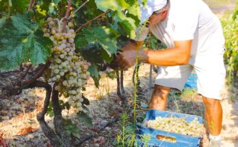 Grape Harvesting Season in Full Swing in Greece