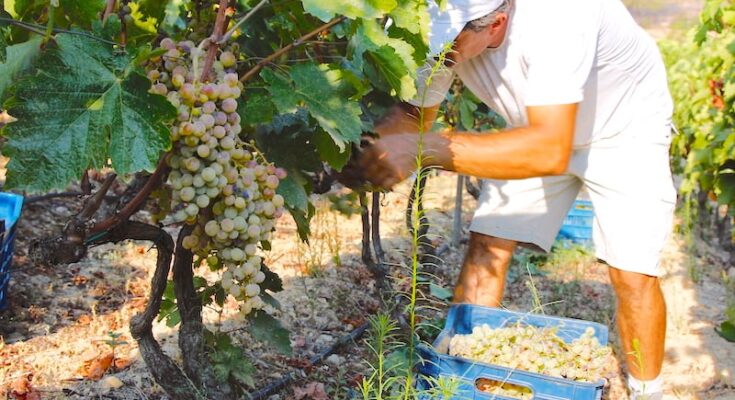 Grape Harvesting Season in Full Swing in Greece