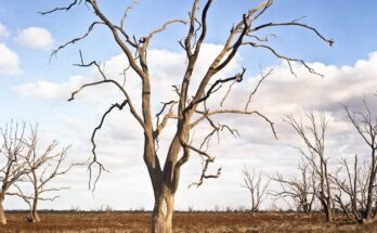 Dead tree with bare branches, highlighting the impact of climate change on natural environment.