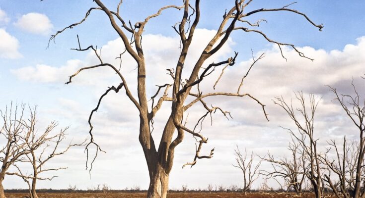 Dead tree with bare branches, highlighting the impact of climate change on natural environment.