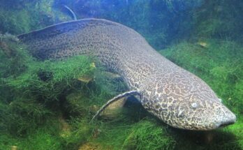 Methuselah, the age-defying lungfish, swimming gracefully in her aquarium habitat