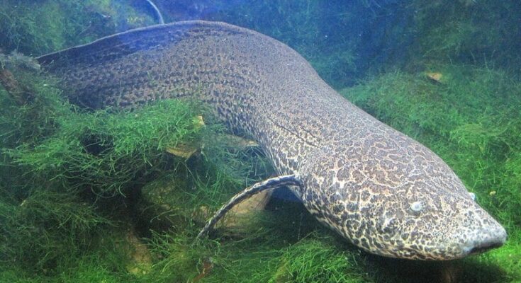 Methuselah, the age-defying lungfish, swimming gracefully in her aquarium habitat