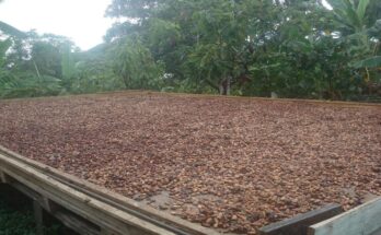 Researchers find new cocoa and chocolate methods