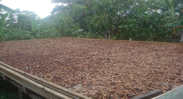 Researchers find new cocoa and chocolate methods