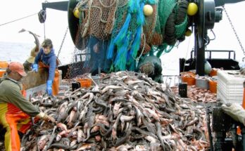 Overfishing and Climate Change Threaten Fish Populations