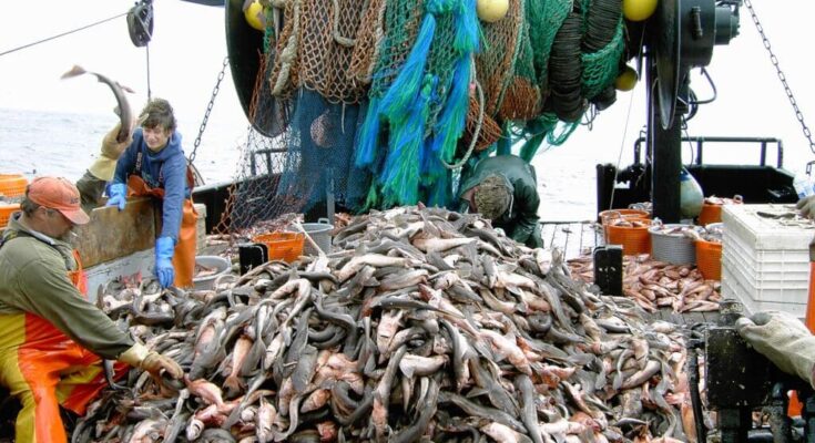 Overfishing and Climate Change Threaten Fish Populations