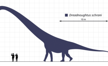 Image of Dreadnoughtus, one of the biggest dinosaurs ever lived