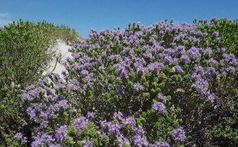 Ten Iconic Flowers of Greece