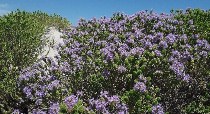 Ten Iconic Flowers of Greece