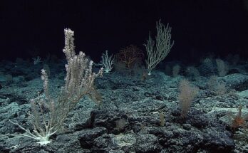 The Deepest Fish Ever Recorded on Camera