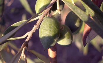 olive grove olive seasons