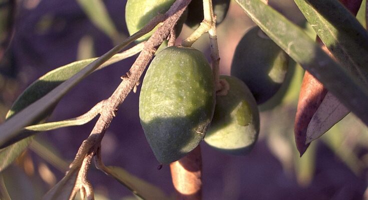 olive grove olive seasons