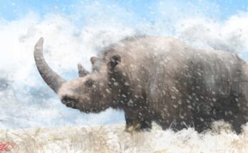 An ancient woolly rhino illustration done by Benjamin Langlois