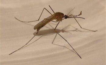 Rising temperatures create ideal conditions for mosquitoes that carry diseases Credits: Enrique Dans / CC BY 2.0