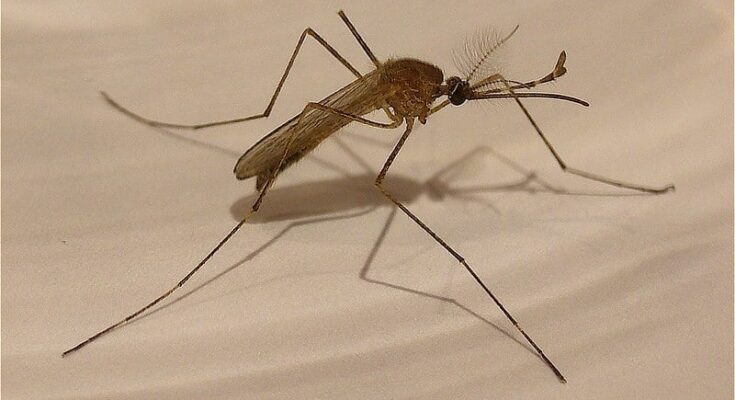 Rising temperatures create ideal conditions for mosquitoes that carry diseases Credits: Enrique Dans / CC BY 2.0