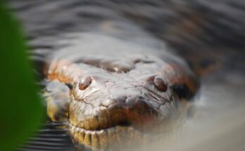 Giant Anaconda Discovered in the Amazon Is the World’s Biggest Snake