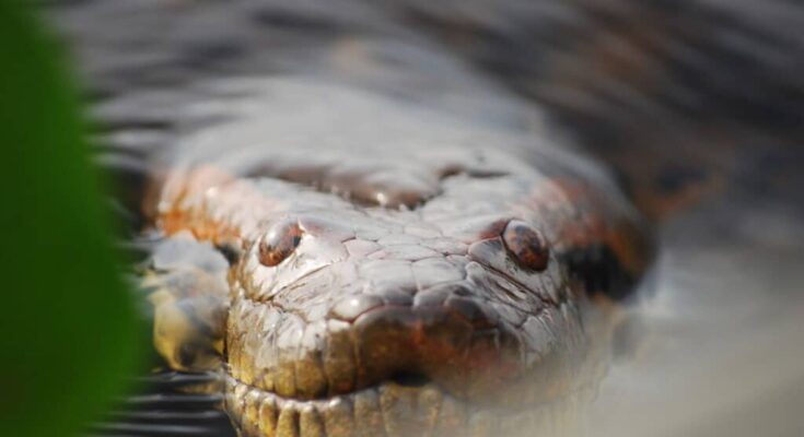 Giant Anaconda Discovered in the Amazon Is the World’s Biggest Snake