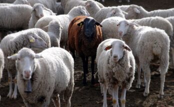 Greece Bans Sheep, Goat Transport After Pox Outbreak