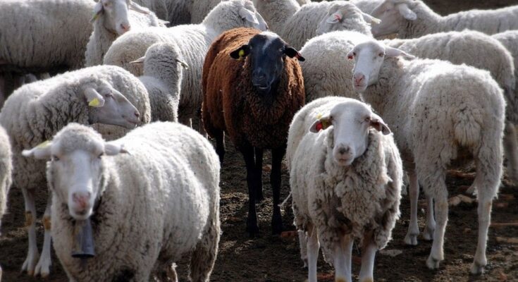 Greece Bans Sheep, Goat Transport After Pox Outbreak