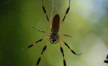 Researchers in Brazil investigate banana spider venom's potential