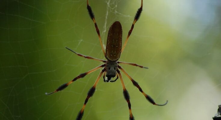 Researchers in Brazil investigate banana spider venom's potential