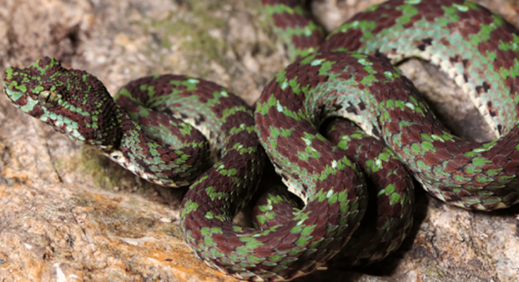 Trimeresurus ciliaris. The pitviper with eyelashes discovered in Thailand.