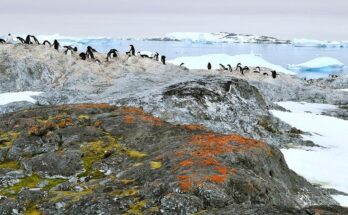 Antarctica