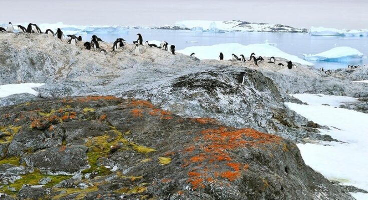 Antarctica