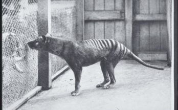 Thylacine