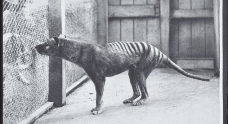 Thylacine