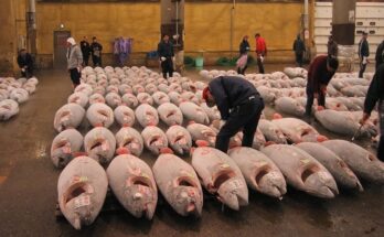 Toxic Mercury Levels Found in European Canned Tuna