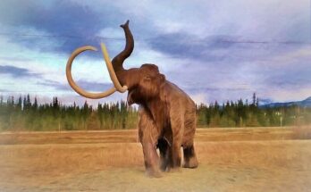 Woolly mammoths may have faced extinction due to pollen allergies