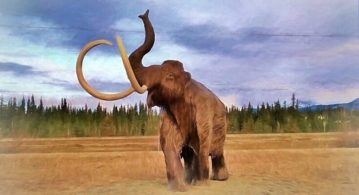 Woolly mammoths may have faced extinction due to pollen allergies